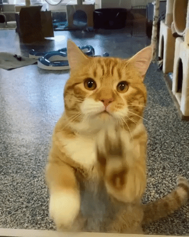 img.gif