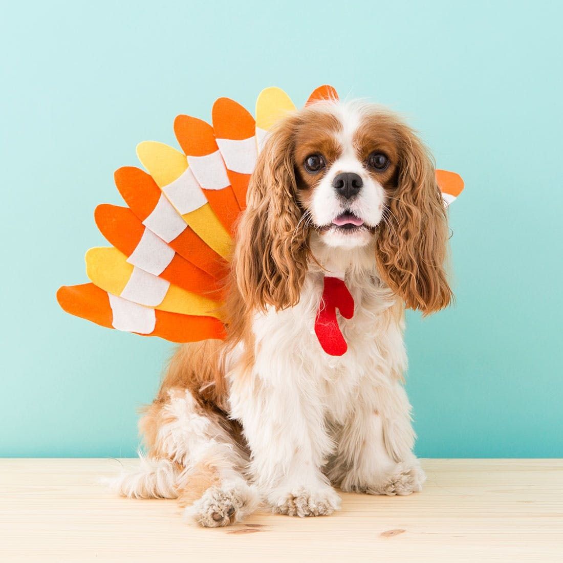 The Easiest DIY Dog Turkey Costume For Thanksgiving 2023 Brit Co