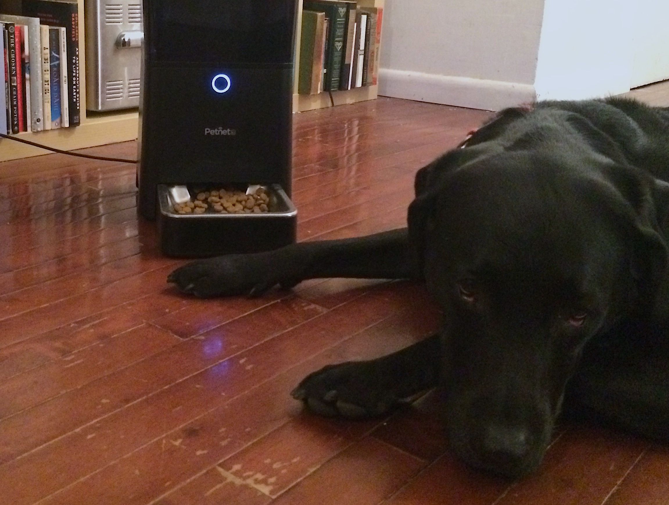 Petnet SmartFeeder Review Feeds dog and cats automatically Gearbrain