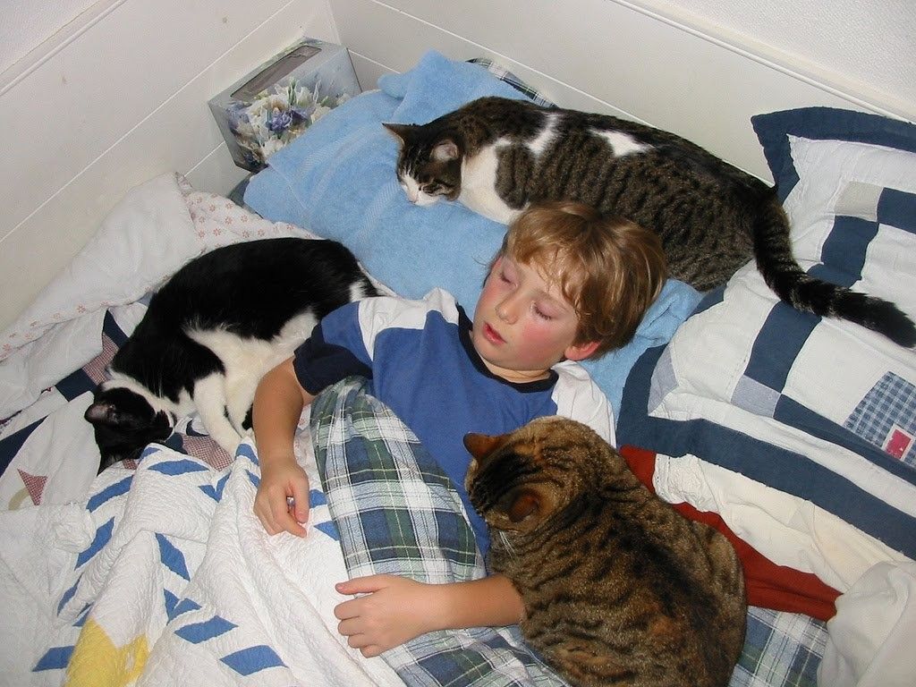 child 3cats