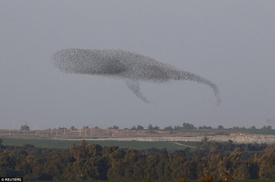 1(351)