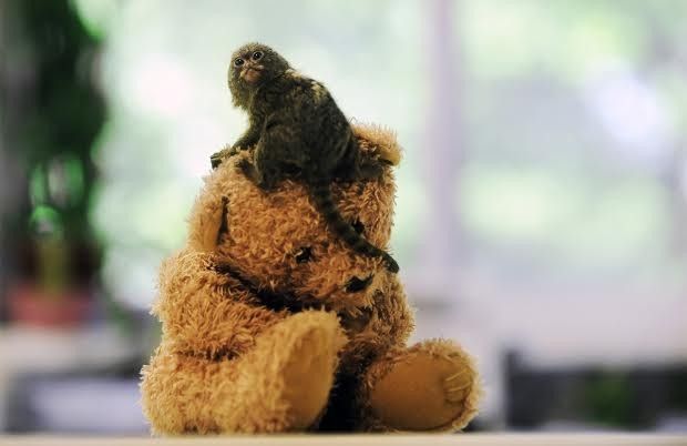 majmun02