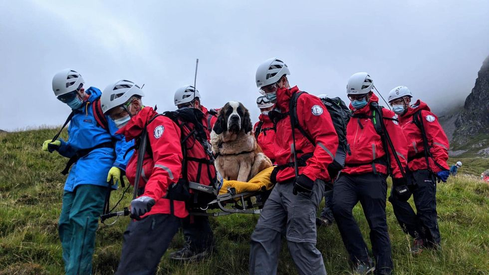 St. Bernard Reportedly 'Embarrassed' After Having To Be Rescued From England's Highest Mountain