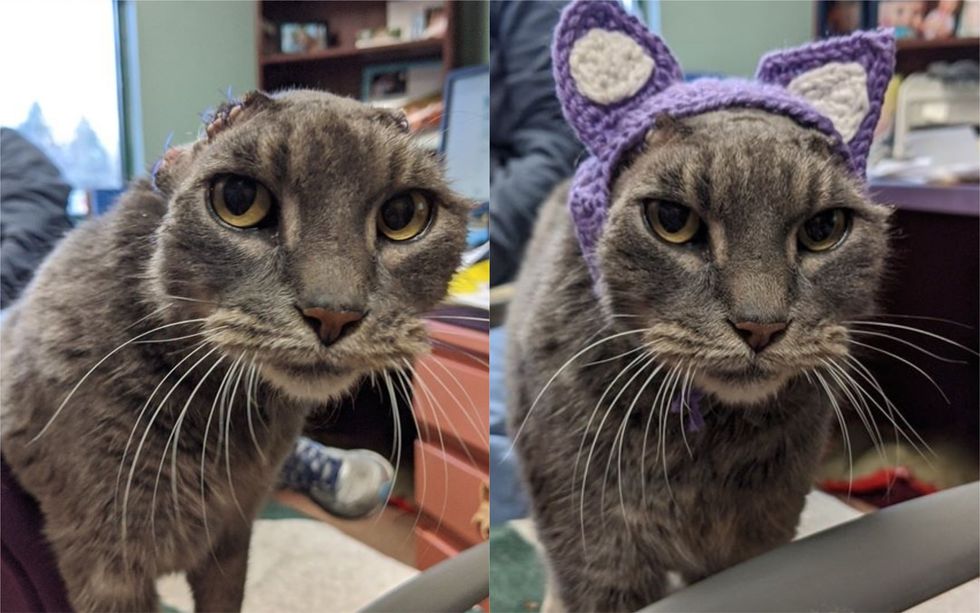 Cat Who Lost Her Ears Gets A New Crocheted Set—And Finds A New Home