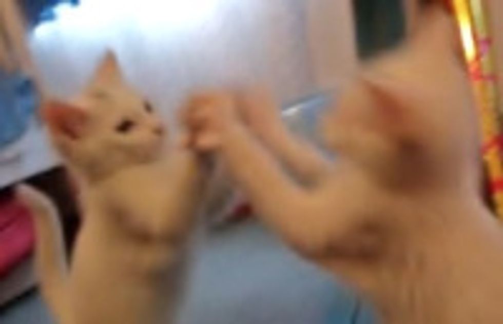 Kitty Sees Himself in the Mirror for the First Time