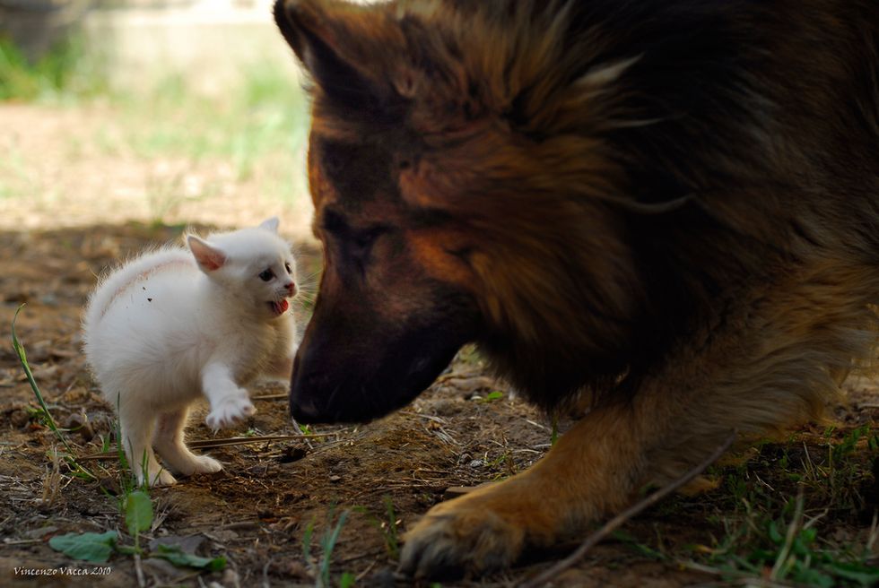 White Kitten and German Shepherd Dog
