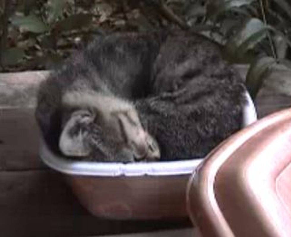 Cat Napping Bowl