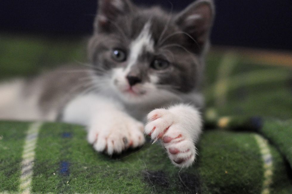Kitten With Many Toes