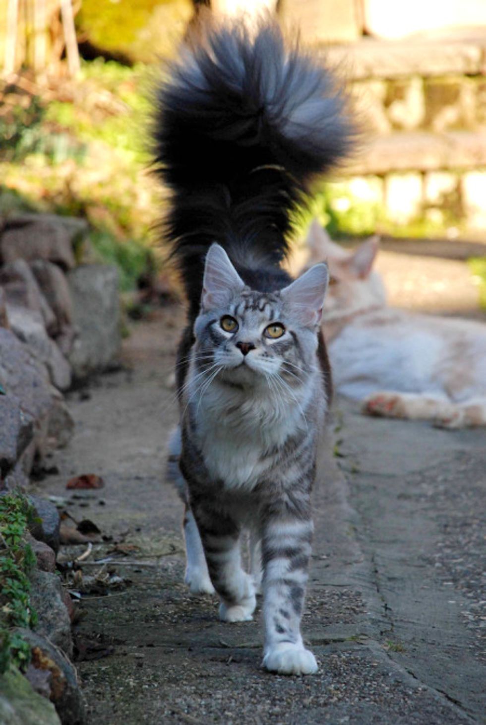 Cat with a Magnificent Tail