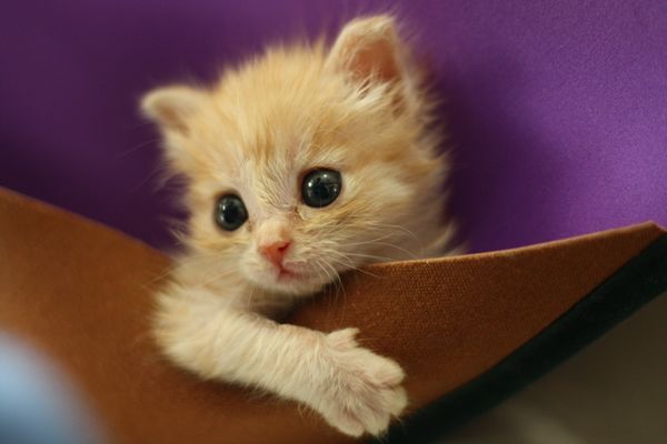 puffball cat