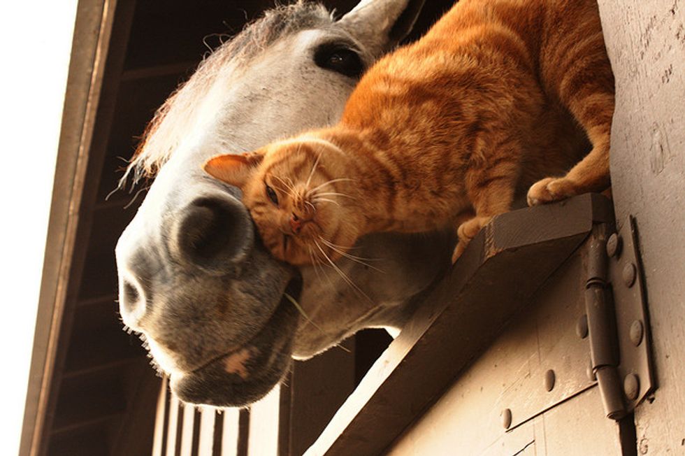 Iggy the Cat and Oprah the Horse