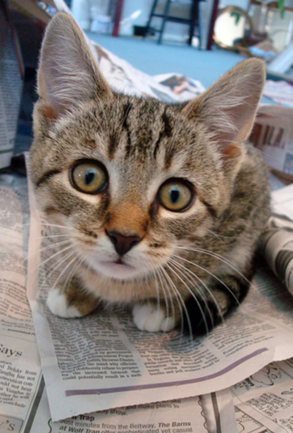 Tabby Kitten Who was Unplanned, but Not Unwanted