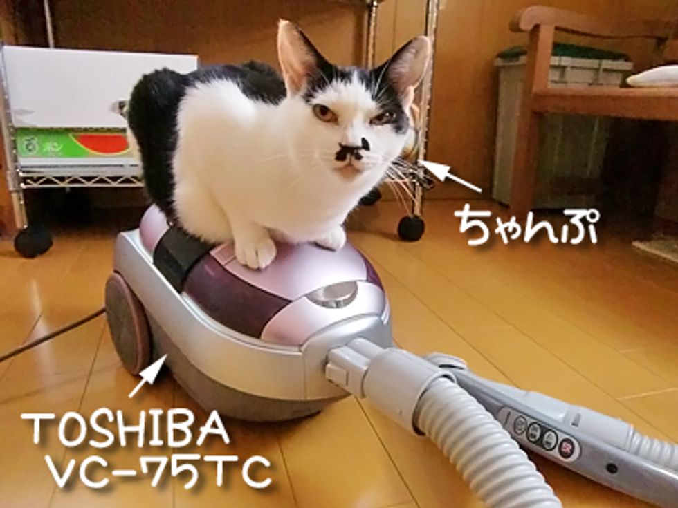 Kitty Really LOVES Vacuum