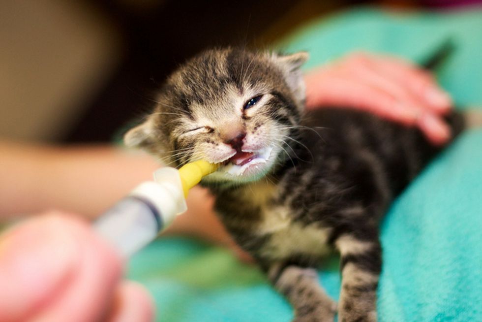 Rescued Kitten Gets Bottle Fed