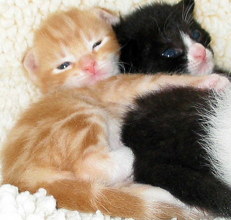 Couple Fostered Over 300 Kitties