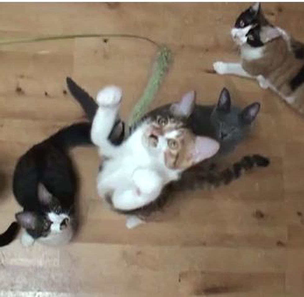 Kitties Fascinated by Feather Toy (Slow-Mo)