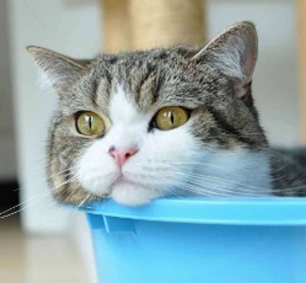 Maru the Cat Who Defies Gravity