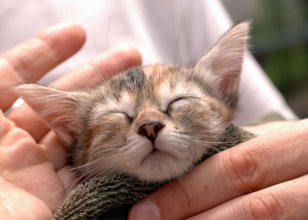 Sweet Kitten Found Forever Home