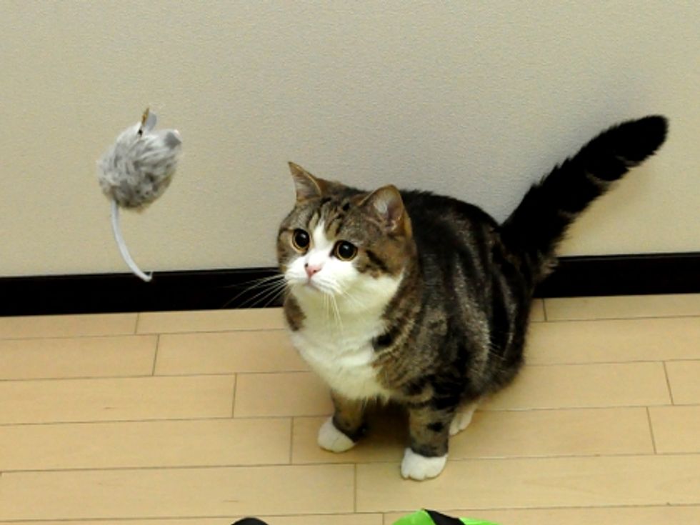 Maru and His Mousie
