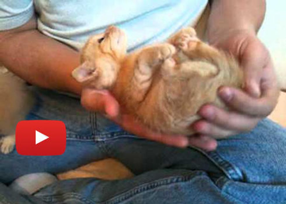 Kitten Is Hypnotized By Ear Scritches