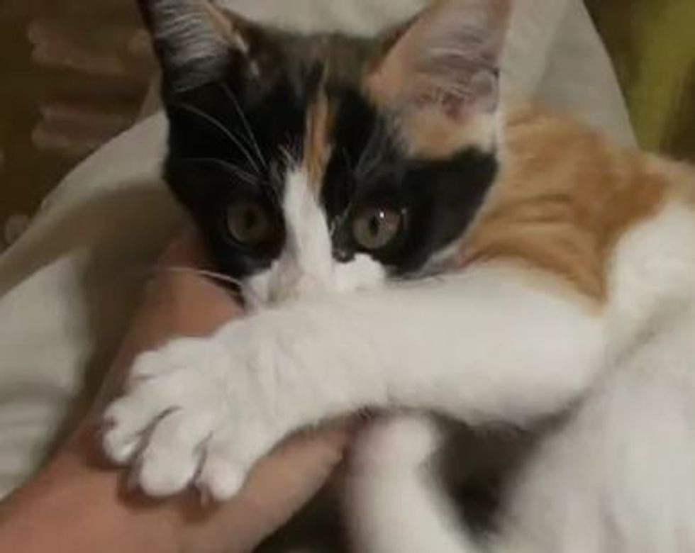 Kitten Love Attack