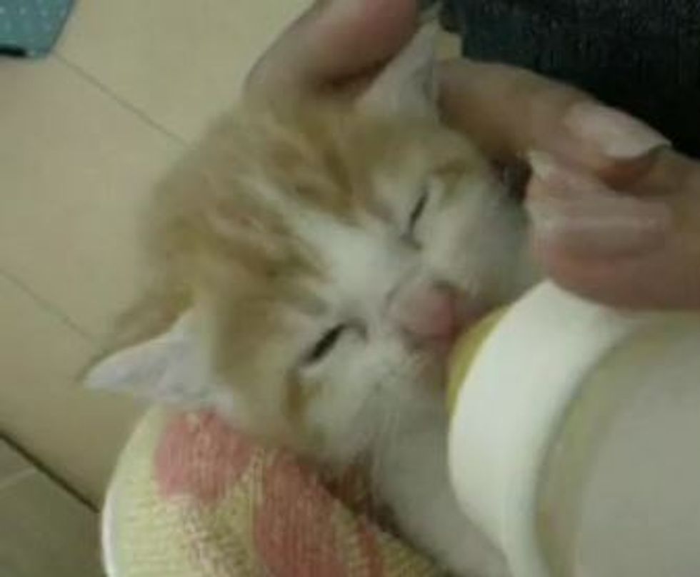 Rescued Kitten Having Noms