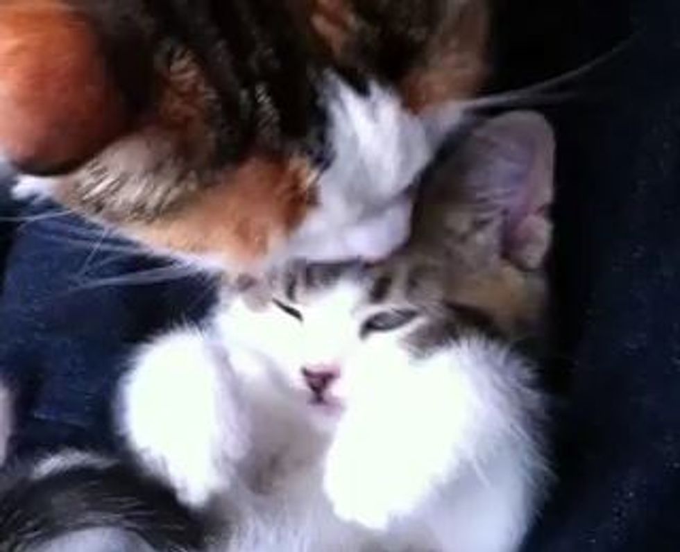 Little Kitten Bonding with Big Kitty