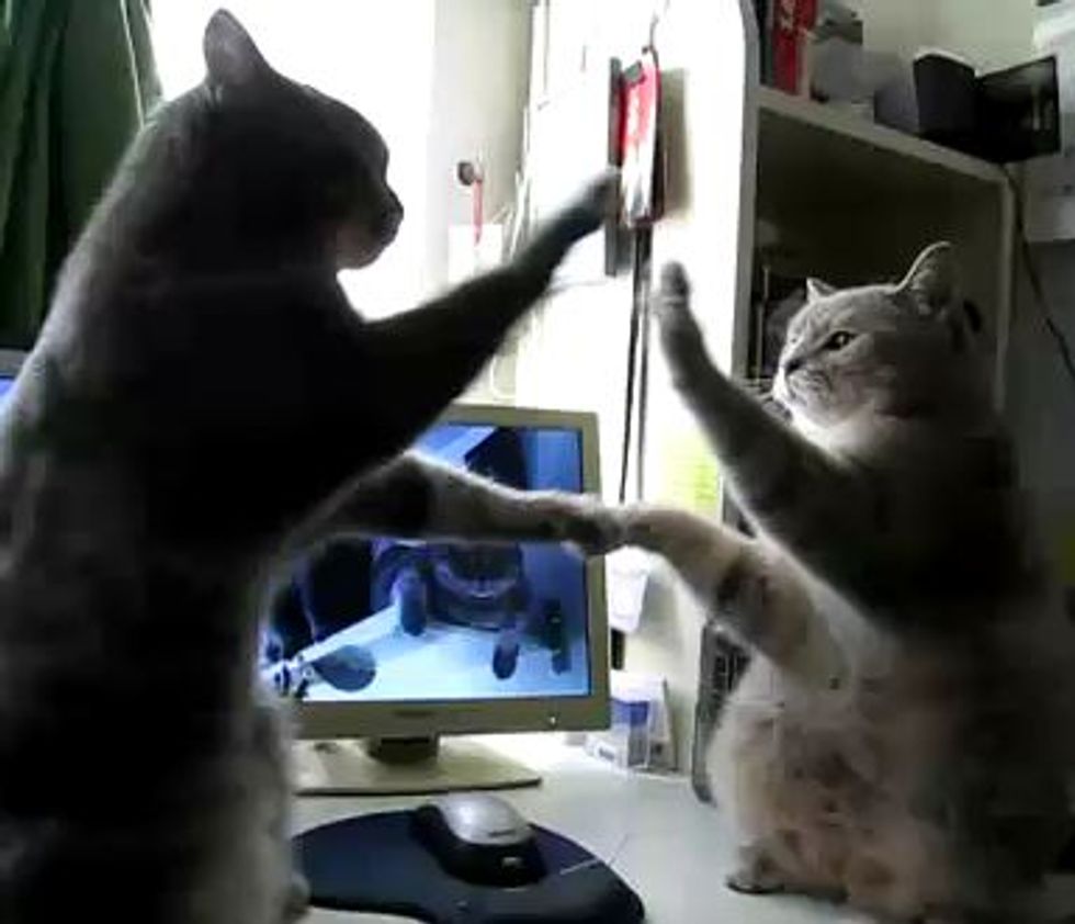 High-fiving Kitties