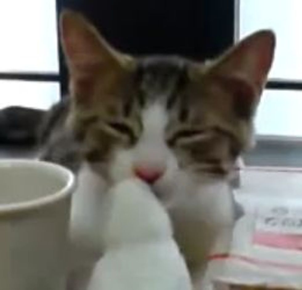 Kitty Watching Birdie Play