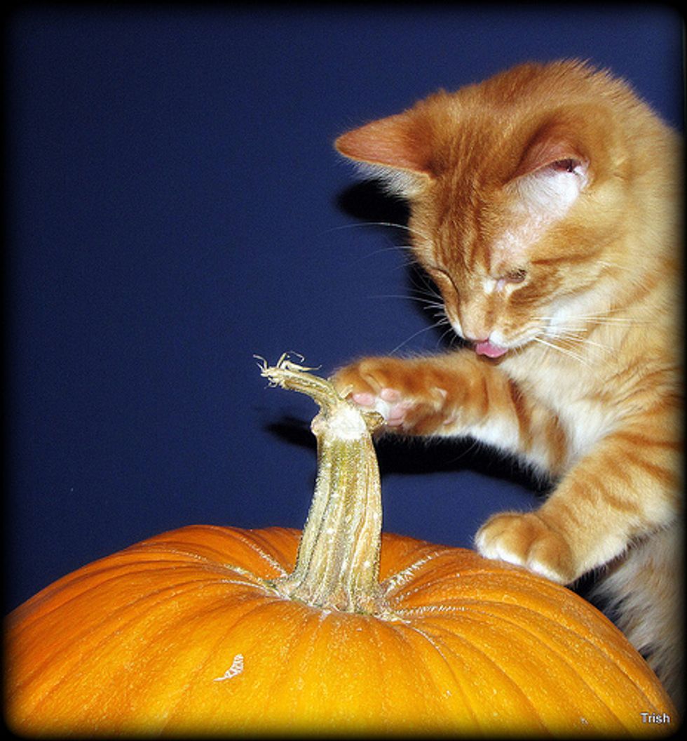 Kitties and Pumpkins, Happy Halloween!