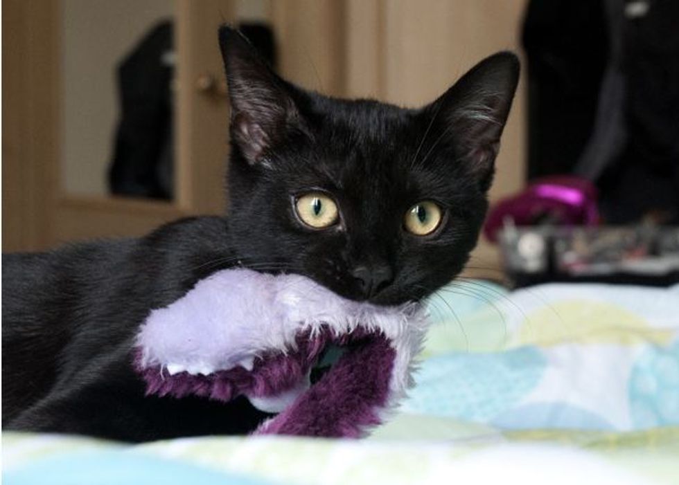 Story of Neko the Adorable Black Kitty