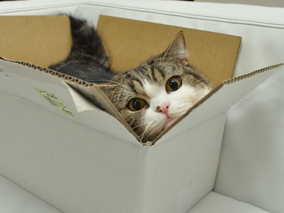 Maru and Many Too-Small Boxes