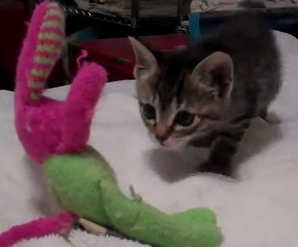 Kitten Meets Bunny the Toy