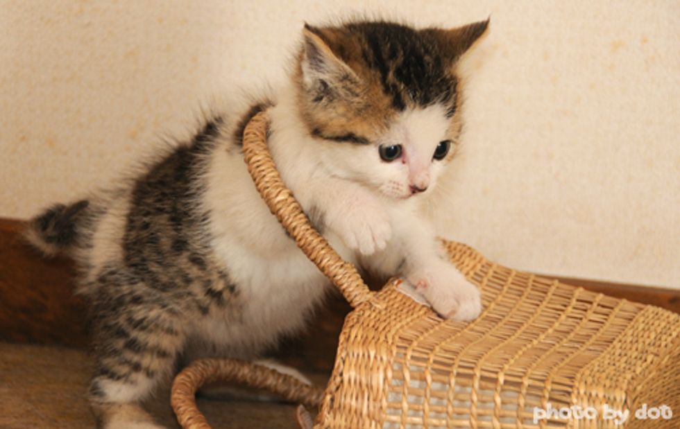 Kitten Plays with Basket