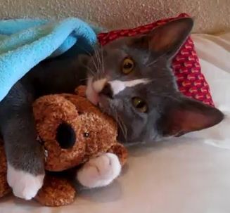 kitten hugging stuffed animal