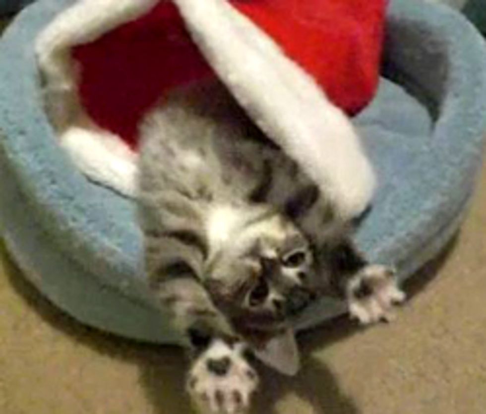 Little Christmas Kitten