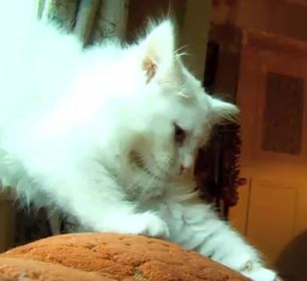 First Ever Movie Filmed Entirely by Cats