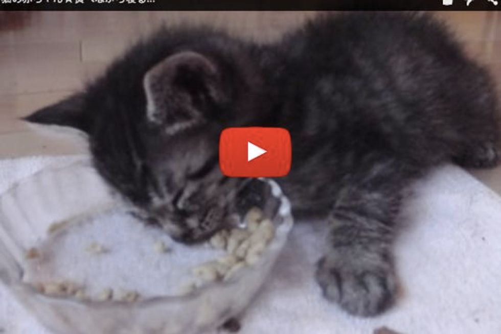 Kitten Falls Asleep While Eating