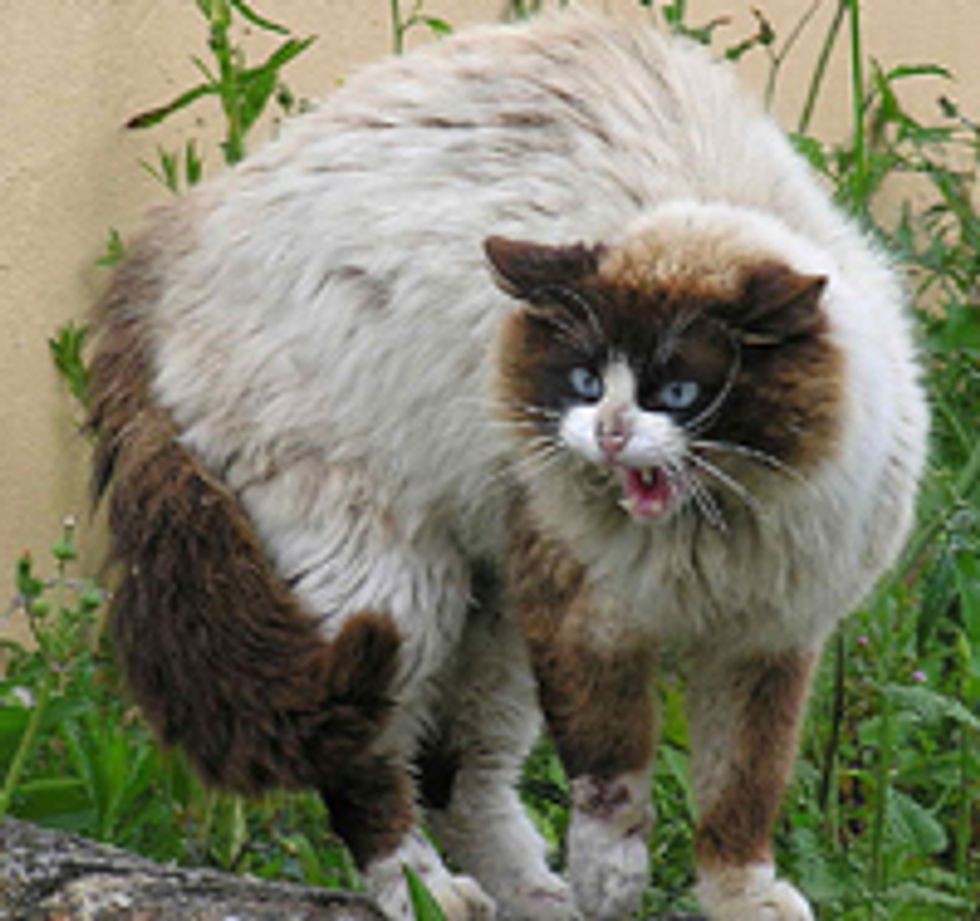 Control Urine Spraying & Help Unhappy Distrustful Cats