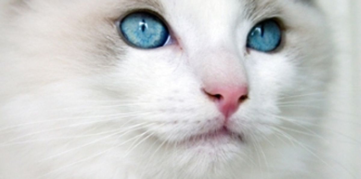 My Kitten is Biting and Scratching me. How to Stop it Love Meow