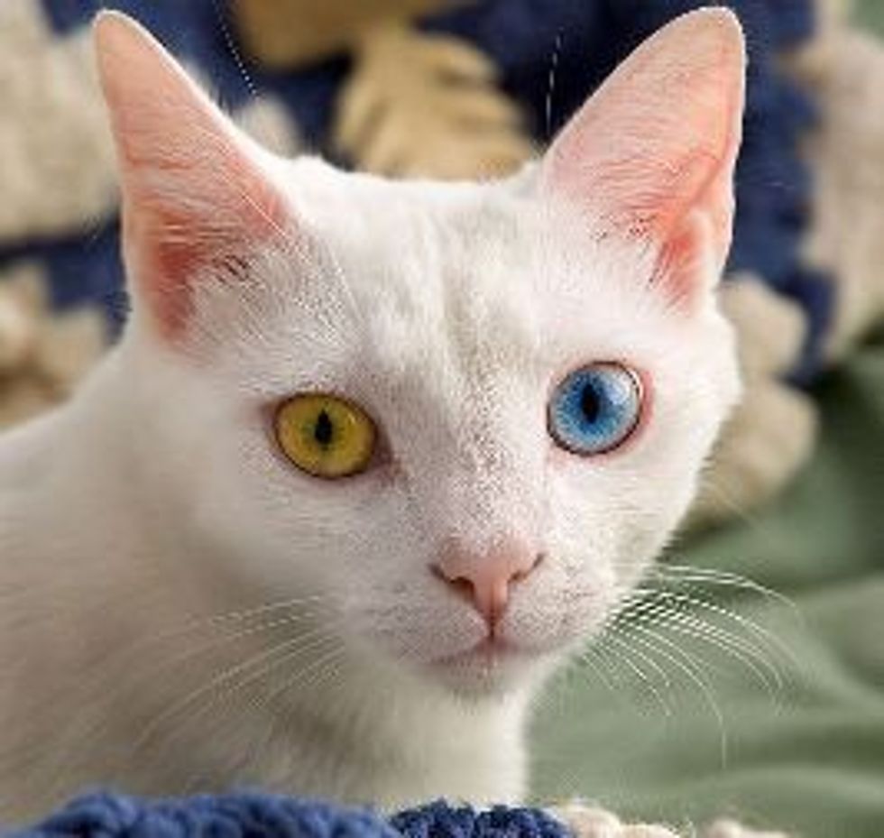 Do Kittens' Eye Color Change?