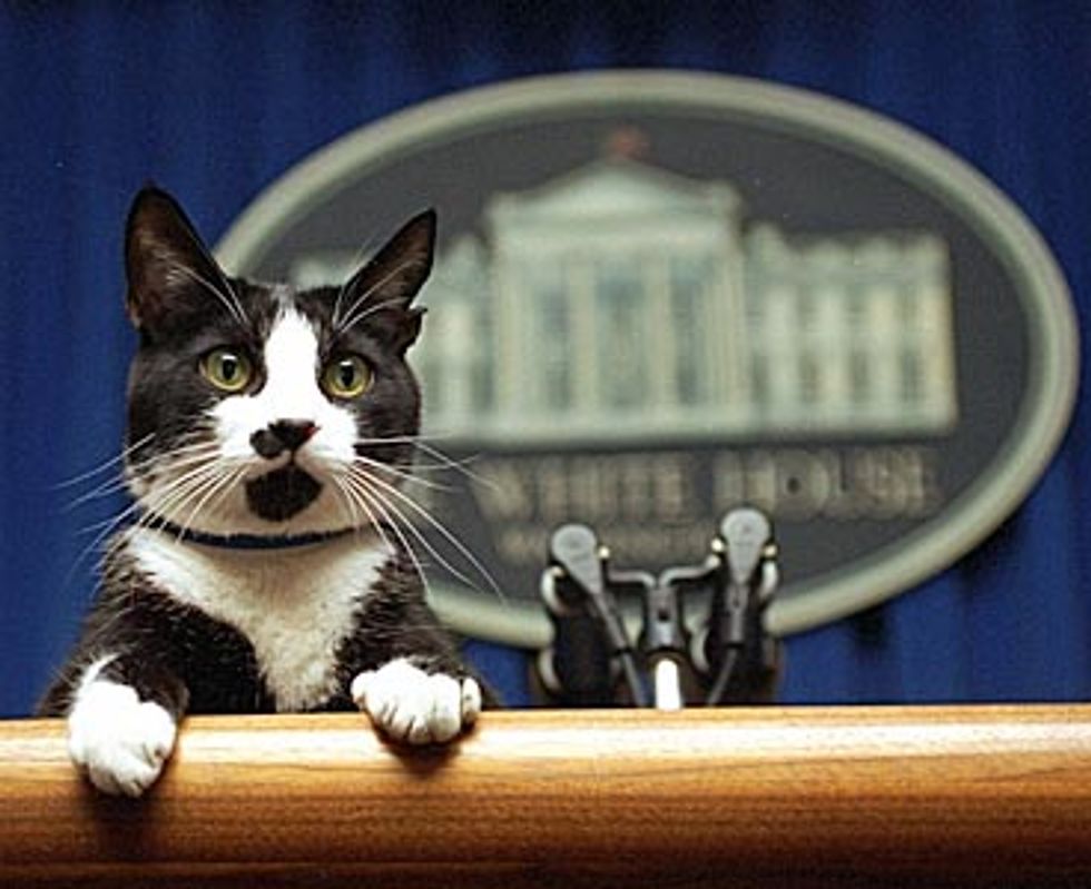 Former President Cat's Ashes Returned Home