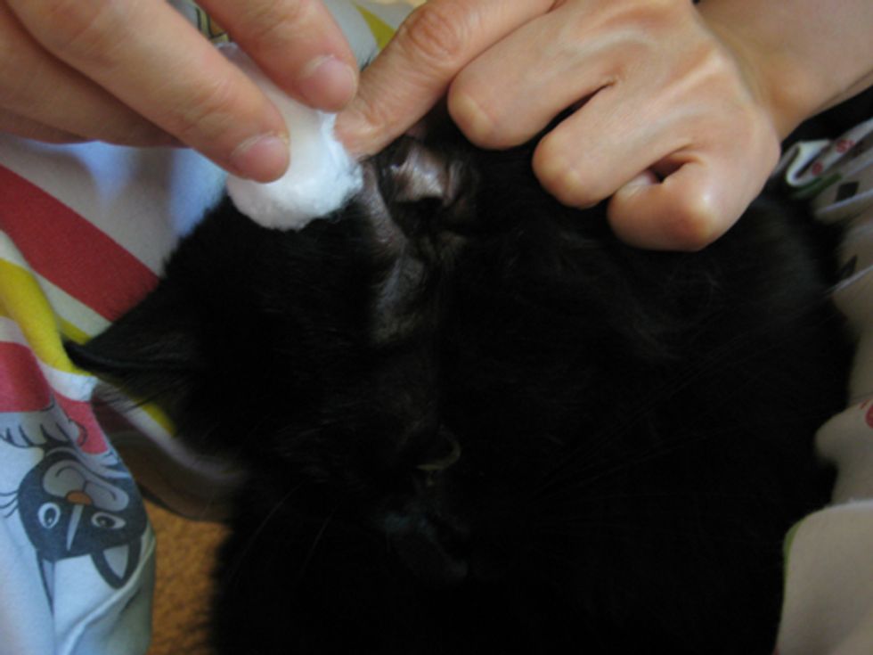 How to Clean Cat Ears to Prevent or Remove Ear Mites Love Meow
