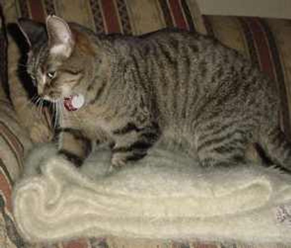 Why do Cats Knead Love Meow