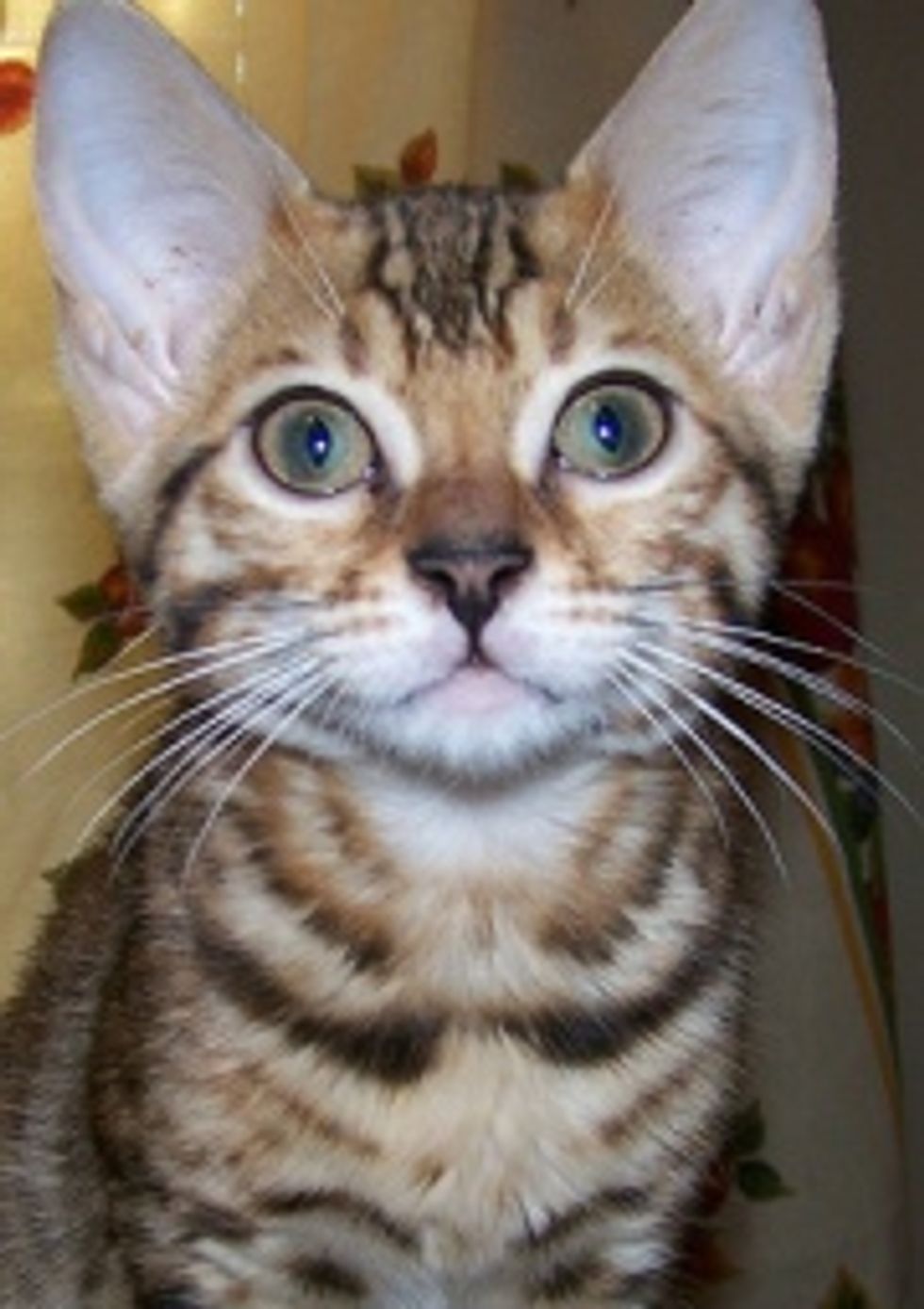 Funny Bengal Kittens