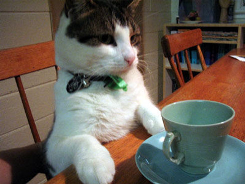 Video: Cat Fights Glass of Tea