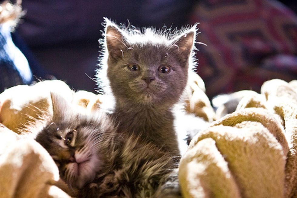 Video: Funny Cute Kitten