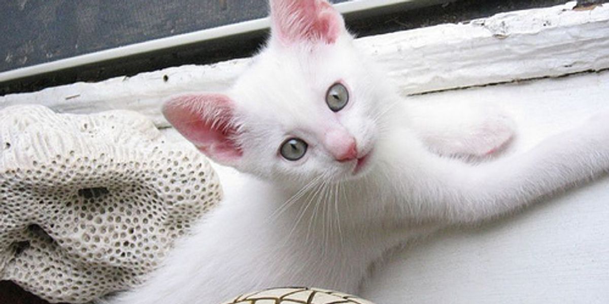 How to Train a Stray Cat to Use a Litter Box? Love Meow