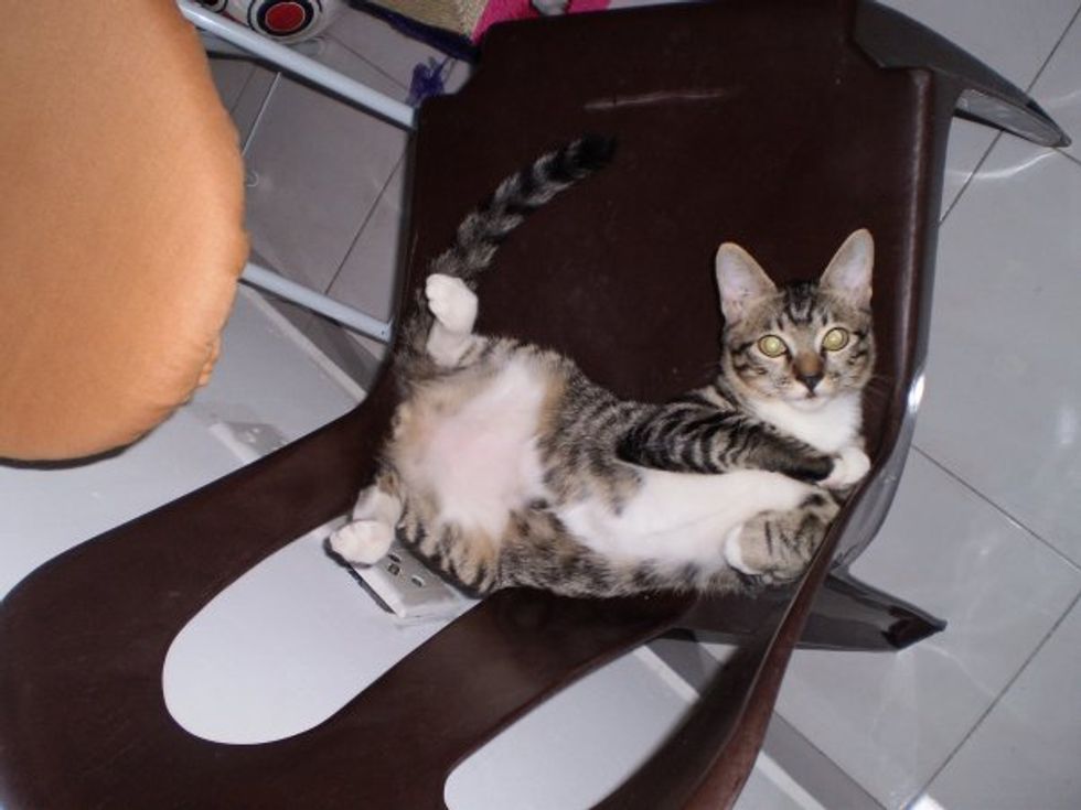 Kittens with a Sense of Humor [Pictures]