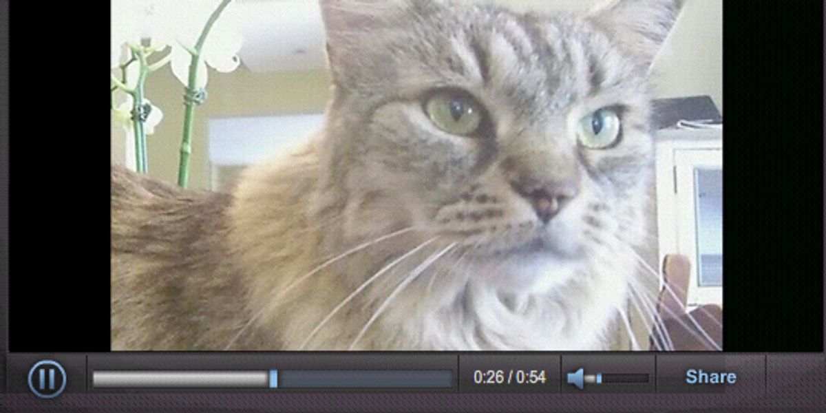 Stinky, the Cat with 8 Lives Love Meow